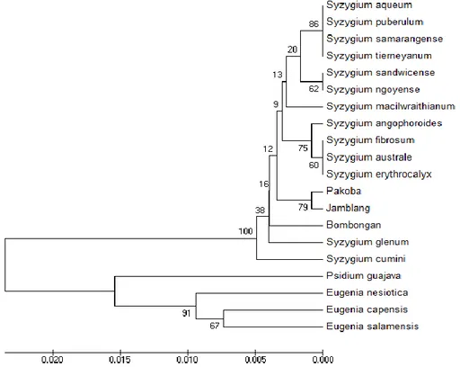 Gambar 4. Pohon Filogenetik Syzygium yang dikonstruksi menggunakan metode UPGMA dalam  software MEGA6  