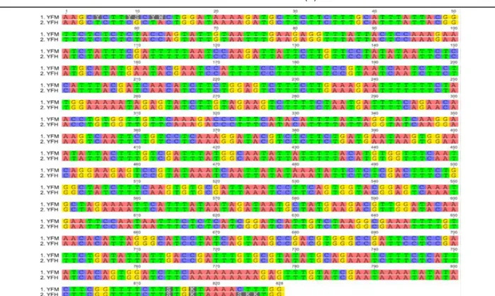 Gambar 2. Perbandingan sekuens DNA bercode dari tumbuhan gedi merah (YFM) dan gedi hijau dengan (YFH)