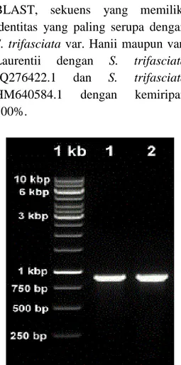 Gambar  3.  Hasil  amplifikasi  gen  matK  parsial  menggunakan  sepasang primer 3F-r dan 1R-f