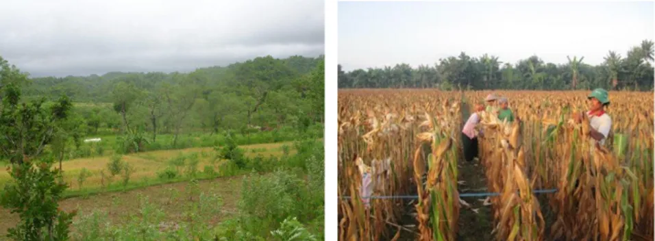 Gambar 9.  Keadaan  lahan  kering  dan  panen  ubinan  tanaman  jagung  (Foto:    