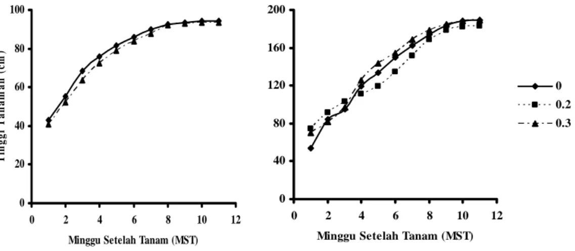 Gambar 5 Grafik pertumbuhan tinggi tanaman varietas IR64 (A) dan HB (B) pada                   dosis radiasi 0, 0.2 dan 0.3 kGy pada generasi M1