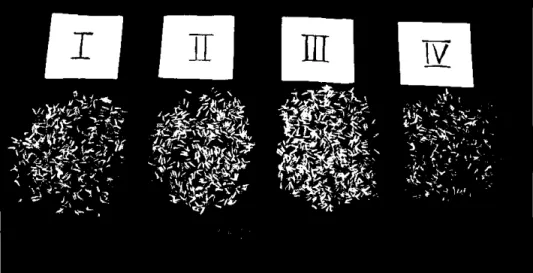 Gambar  5  menunjukkan  keadaan  benih  siap  semai  dari  ke-4  perlakuan,  sedangkan  distribusi  penyebaran  benih  di  box  semaian  seperti  pada  Gambar  6