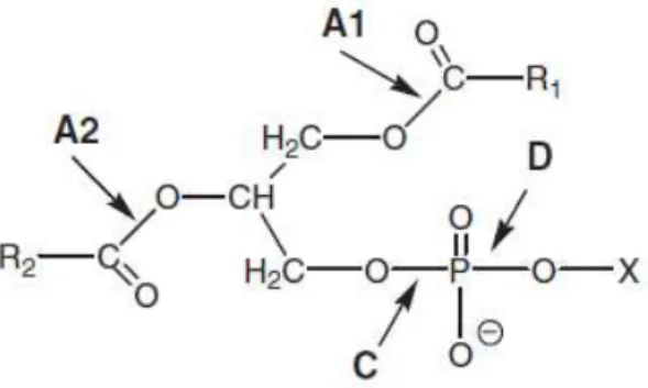 Gambar 1. Struktur Fosfatida (A) kerangka  gliserol, dan kerangka phosphate yang  terikat dengan (C) amino alcohol  dan (D) 
