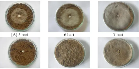 Gambar 1. Hasil pengamatan pertumbuhan (A) Marasmius sp , dan (B) Phanerochaete   chrysosporium di Media Serbuk Sekam Padi selama 5, 6, dan 7 hari