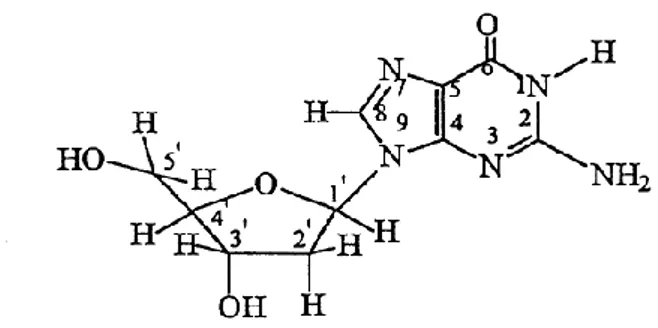 Gambar 3.  Struktur nukleosida guanosin. 