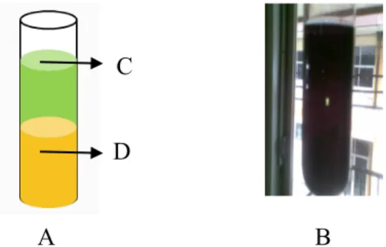 Gambar 2. Penumbuhan Kristal Tunggal Cr(acac) 3  dalam Gel Metasilikat  A = kondisi awal upaya penumbuhan kristal tunggal Cr(acac) 3  ,   B = kondisi setelah logam kromium(III) berdifusi kedalam gel,   C = larutan supernatan kromium(III), D = gel metasilik