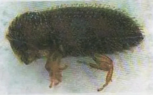 Gambar 2. Kumbang PBKo (Hypothenemus hampei Ferr.). 