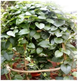 Gambar 2.2 Tanaman Binahong Anredera cardifolia (Ten.)  