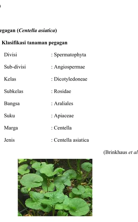 Gambar 2.3 Tanaman Pegagan Centella asiatica (Brinkhaus et al., 2000) 