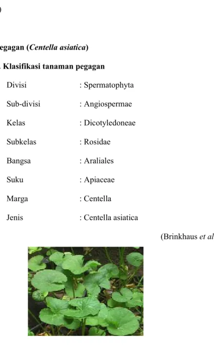 Gambar 2.3 Tanaman Pegagan Centella asiatica (Brinkhaus et al., 2000) 