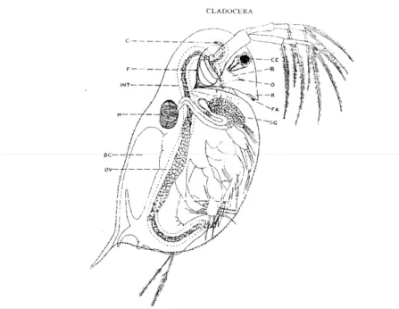 Gambar 2.2 Anatomi Daphnia sp. Betina 