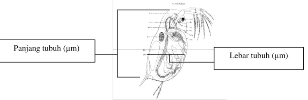 Gambar 3.1 Cara Pengukuran Morfometri D. carinata  Lebar tubuh ( m) Panjang tubuh ( m) 