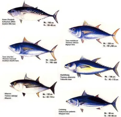 Gambar 1  Bentuk tubuh beberapa spesies ikan tuna 