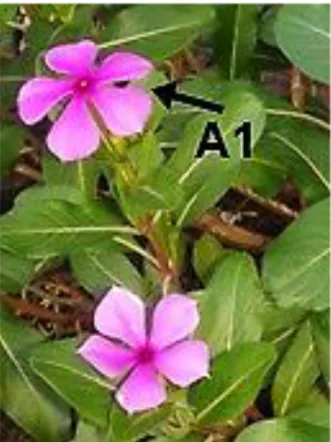 Gambar 2. Bunga Tapak Dara (Vinca rosea L.)  Membuka Penuh A1 