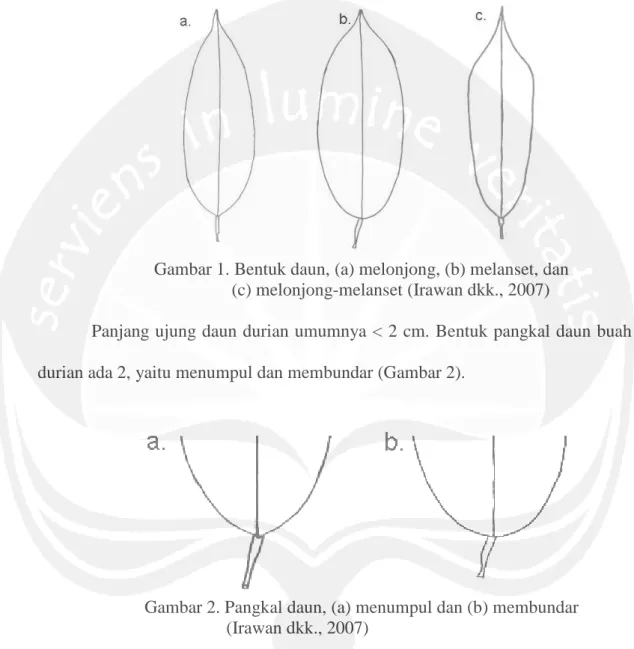 Gambar 1. Bentuk daun, (a) melonjong, (b) melanset, dan (c) melonjong-melanset (Irawan dkk., 2007)