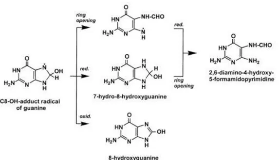 Gambar  2.1.  Mekanisme  pembentukan  produk  oksidasi  guanin  oleh  radikal  hidroksil  pada rantai C8 (Dizdaroglu et al., 2002) 