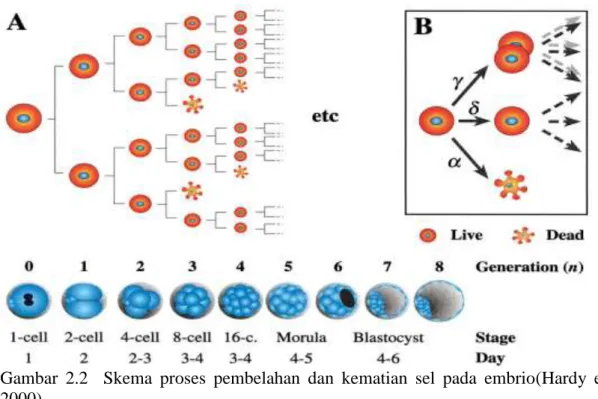 Gambar  2.2    Skema  proses  pembelahan  dan  kematian  sel  pada  embrio(Hardy  et  al.,  2000) 