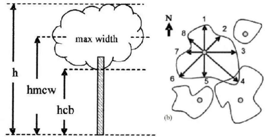 Gambar 3   Parameter pengukuran (a) tinggi dan (b) radius tajuk pohon (Harja  dan Vincent 2008) 