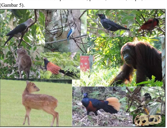 Gambar 5   Beberapa  spesies  satwa  liar  yang  dijumpai  di  kawasan  pemukiman  Tanjung Bara