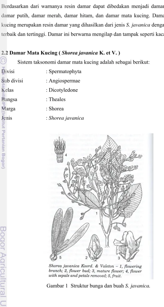 Gambar 1  Struktur bunga dan buah S. javanica. 