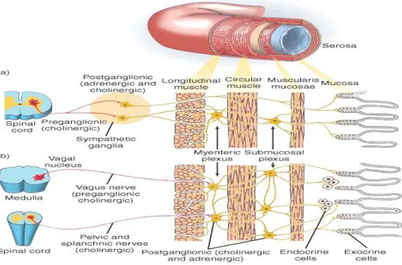 Gambar 3. Sistem saraf yang mempengaruhi traktus gastrointestinal 
