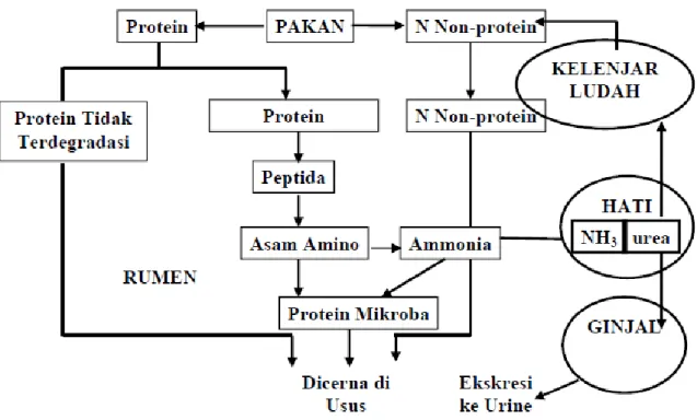 Ilustrasi 2. Metabolisme Protein pada Ruminansia  Sumber : McDonald dkk., (2002) 