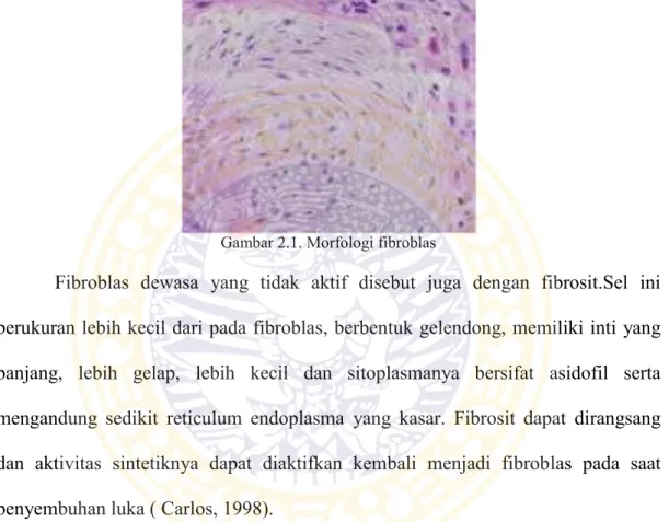 Gambar 2.1. Morfologi fibroblas 