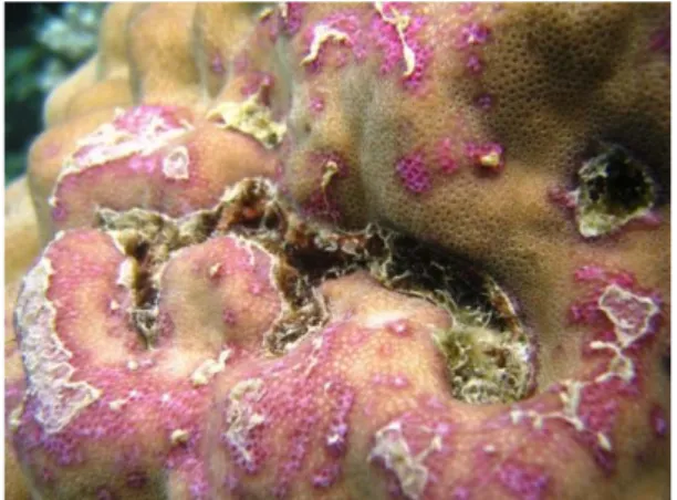 Gambar 1. Sindrom penyakit karang  pink-blotch 