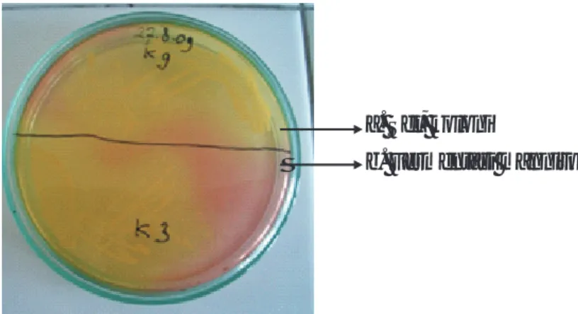 Gambar 1. Sifat pertumbuhan isolat yang diteliti pada media MSA. Bakteri tumbuh (a) dan memfermentasi  manitol (b) yang dikelilingi zona kuning di sekitar koloni