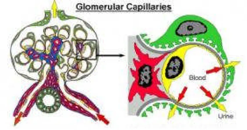 Gambar 3. Kapiler glomerulus