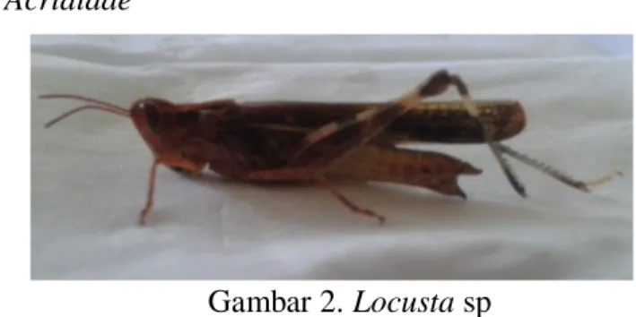 Gambar 2. Locusta sp 
