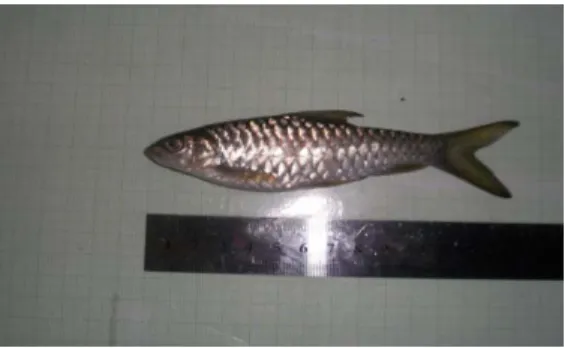 Gambar 2.4 Neolissochilus sumatranus 