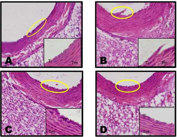 Gambar  1.  Struktur  Histopatologis  Aorta    Tikus  Pewarnaan  Hematoksilin- Hematoksilin-Eosin  