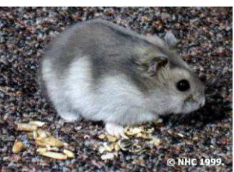 Gambar 2.3 Hamster Winter White 