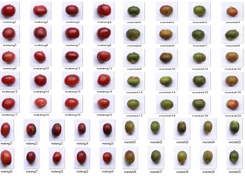 Gambar 3. Histogram equalization citra 