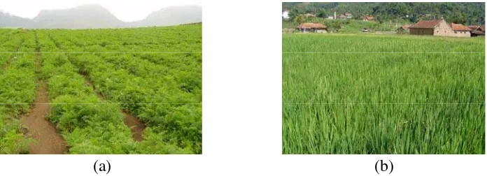Gambar 1  Lokasi survei (a) komoditas wortel (b) komoditas padi