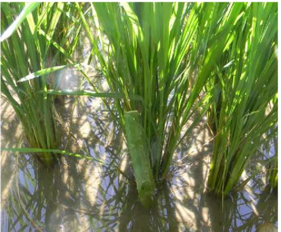 Gambar 3. Daun pandan duri untuk melindungi rumpun padi agar tidak  dirusak berang-berang