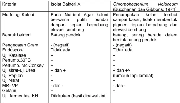 Tabel 2. Perbandingan karakteristik isolat bakteri A dengan Chromobaacterium violaceum sebagai referensi