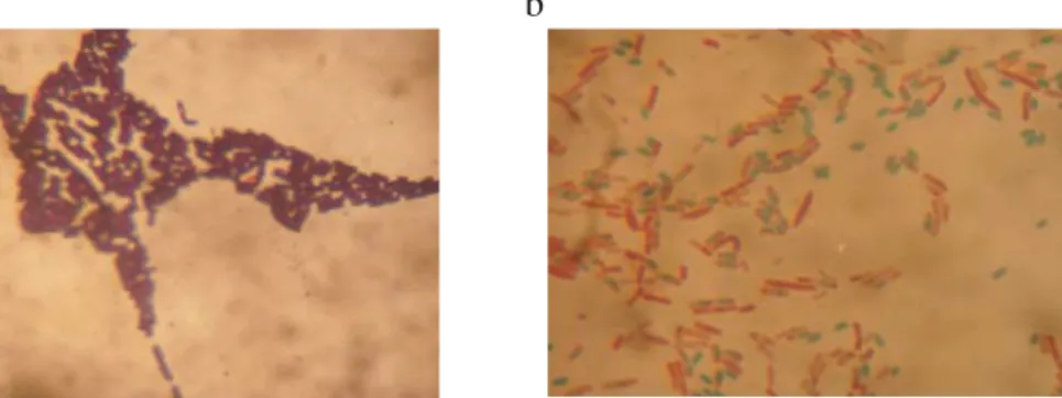 Gambar 3.  a:  Hasil perwarnaan gram bakteri limbah sago, selberbentuk batang  gram positif dan membentuk spora (pembesaran 1600 X)  b: Pewarnaan isolat bakteri (spora berwarna hijau, sel vegetatif berwarna merah)