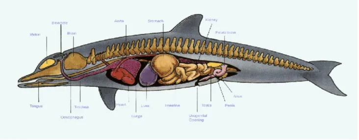 Gambar 1 Gambaran organ dalam dan saluran pernafasan dari blowhole sampai paru-paru Lumba-lumba  hidung botol (bottlenose dolphin) (Marshall, 2002)