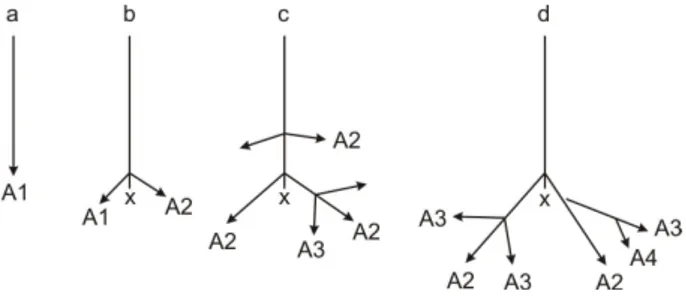 Gambar 1: Pola pembentukan arsitektur akar lateral R.