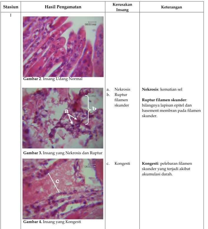 Tabel 2. Hasil Pengamatan Mikroanatomi Insang Udang Windu (Penaeus monodon Fab) Tambak Keputih Surabaya  yang Tercemar Pb