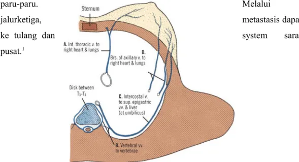 Gambar   1.7.   Diagram   potongan   frontal   mammae   kanan   menunjukkan   jalur  drainase vena