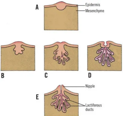 Gambar  1.2.  Pembentukkan   payudara.  A-D :  stadium  pembentukkan   kelenjar  dan sistem duktus  berasal dari epidermis