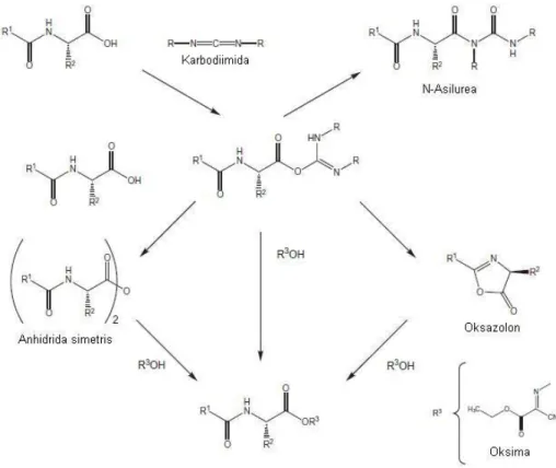 Gambar 4  Mekanisme terbentuknya ester aktif oksima asam amino pada metode kopling  karbodiimida (Merck, 2009)