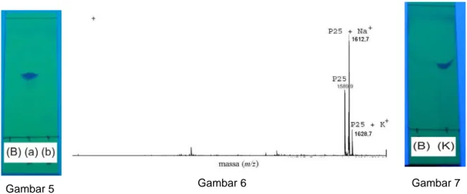 Gambar 5  Hasil uji KLT dengan eluen kloroform/metanol/asam asetat, (a) setelah reaksi  kopling dan (b) setelah reaksi pelepasan gugus pelindung Fmoc yang  ditampakkan pada UV 254 nm