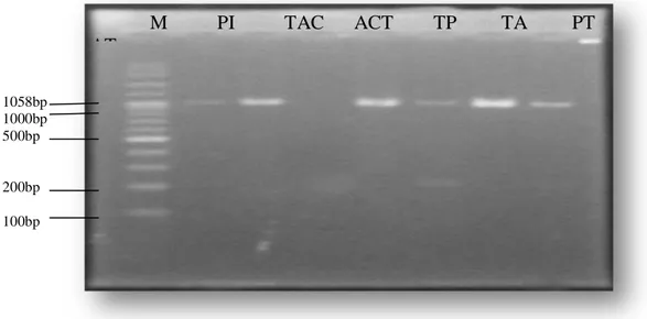 Gambar 3. Fragmen DNA amplifikasi dengan penanda SCAR pada  parental hasil ekstraksi, keterangan gambar : M = Marker (100bp);PI =  indukan PI 371795; TAC = indukan Tacapa;ACT =  indukan Action 434; TP 