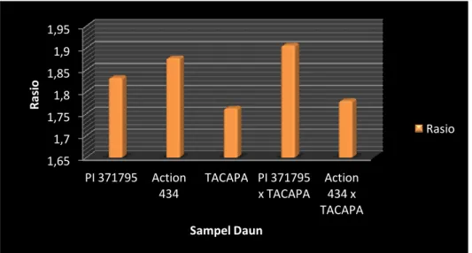 Gambar 1. Hasil total kuantitatif kemurnian DNA 1,65 1,7 1,75 1,8 1,85 1,9 1,95 PI 371795  Action 434 TACAPA  PI 371795 x TACAPA Action 434 x TACAPA RasioSampel Daun  Rasio 