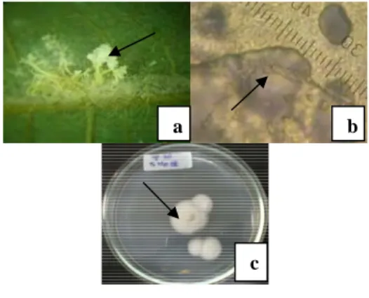 Gambar 13  Spesimen RA 20 (a) di bawah permukaan  daun, (b) kumpulan konidium, dan (c) koloni  spesimen RA 20 pada media Agar-agar  Dekstrosa Kentang
