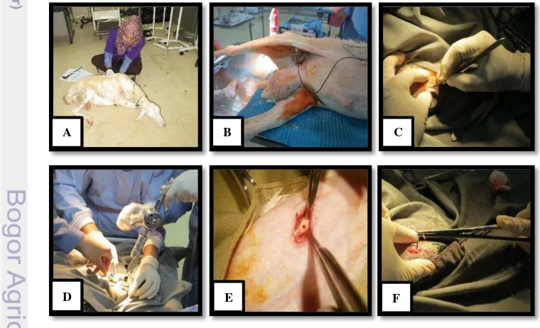 Gambar 1 Tahapan operasi. A, Pemeriksaan klinis. B, Pemberian antiseptik dan 
